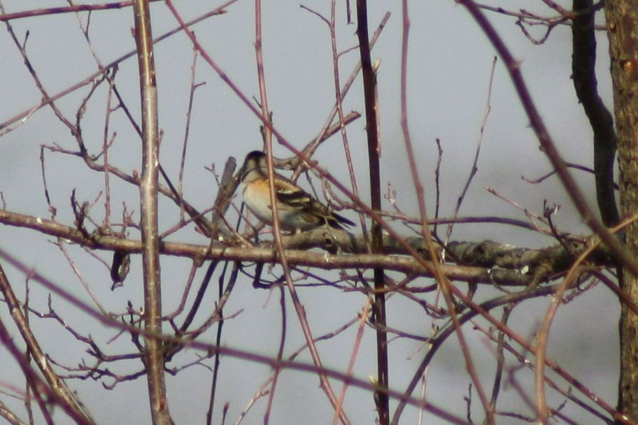 Peppola (Fringilla montifringilla)